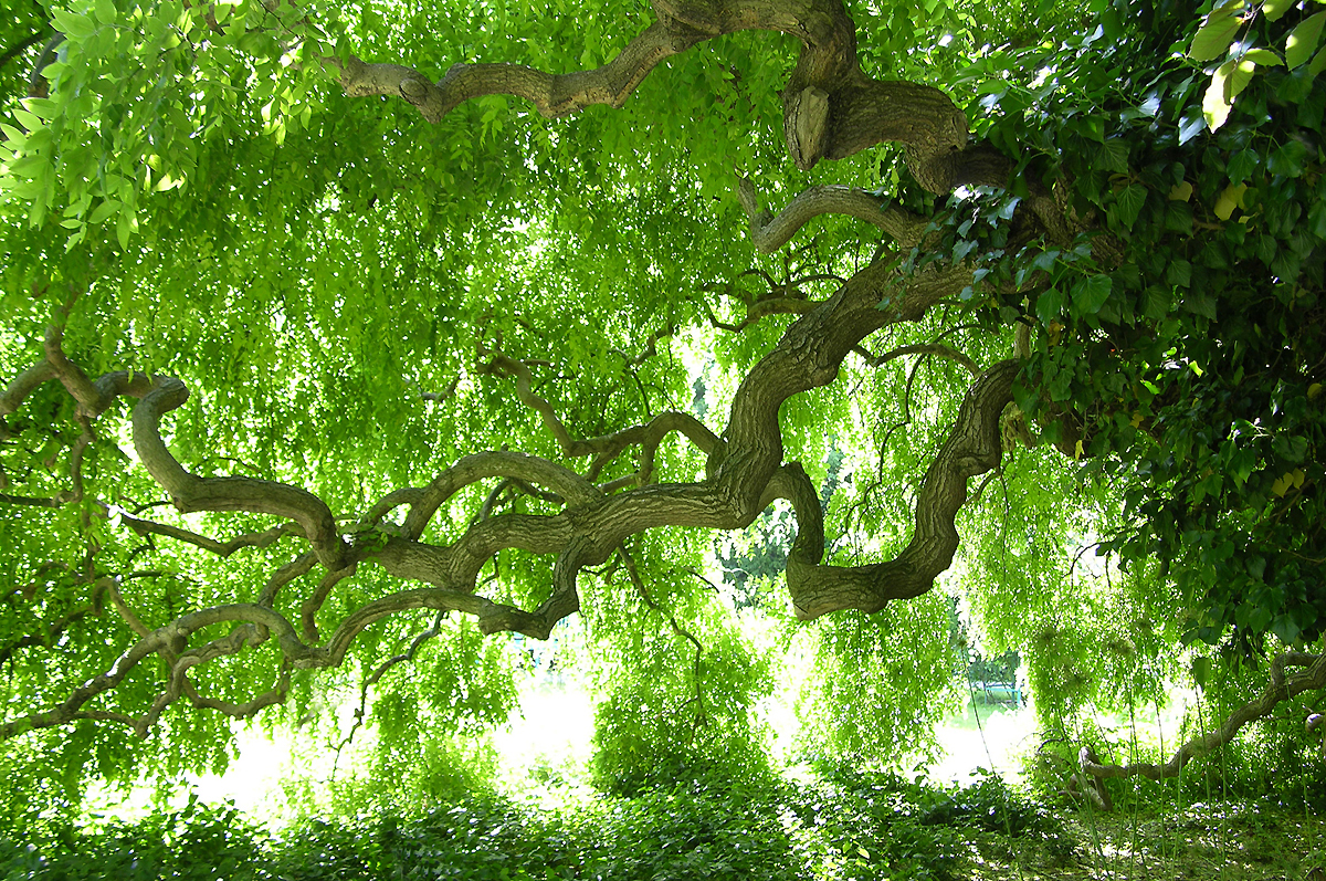 Schnurbaum Styphnolobium japonicum © GartenAkademie.com