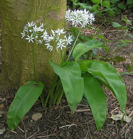 Bärlauch (Allium ursinum), Foto © Lisa Carter, WikimediaCommons