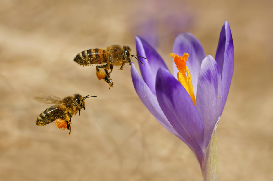 Honeybees (Apis mellifera , Foto © mirekkijewski, Fotolia.com