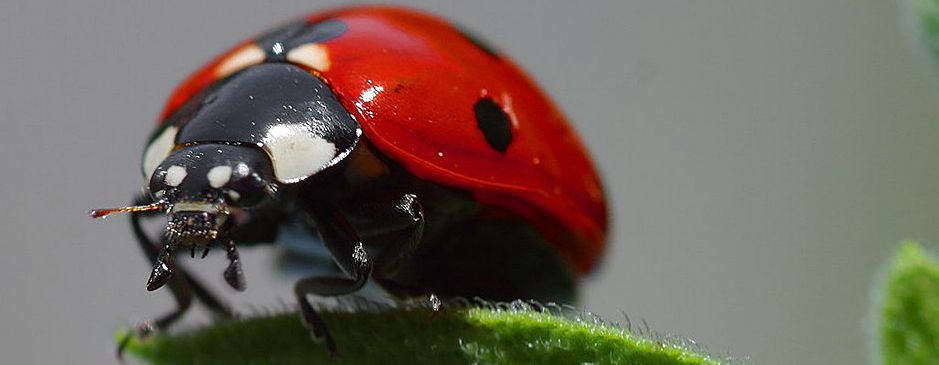 Ladybird © JonSullivan-PDphoto