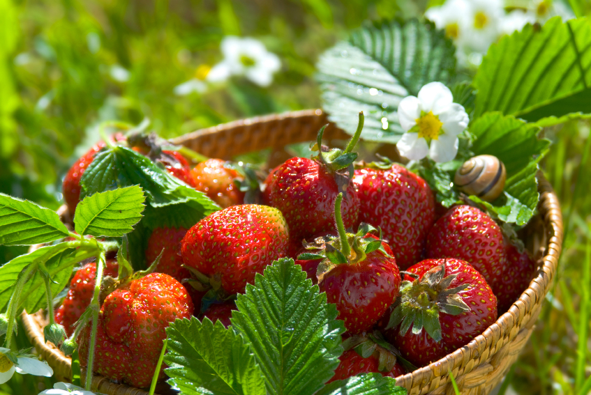 Strawberries © zofka, iStock.com