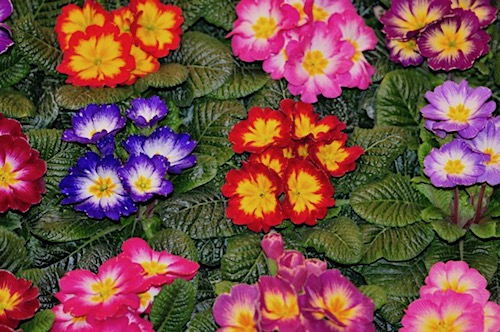 <em>Primula vulgaris</em>© GartenAkademie.com