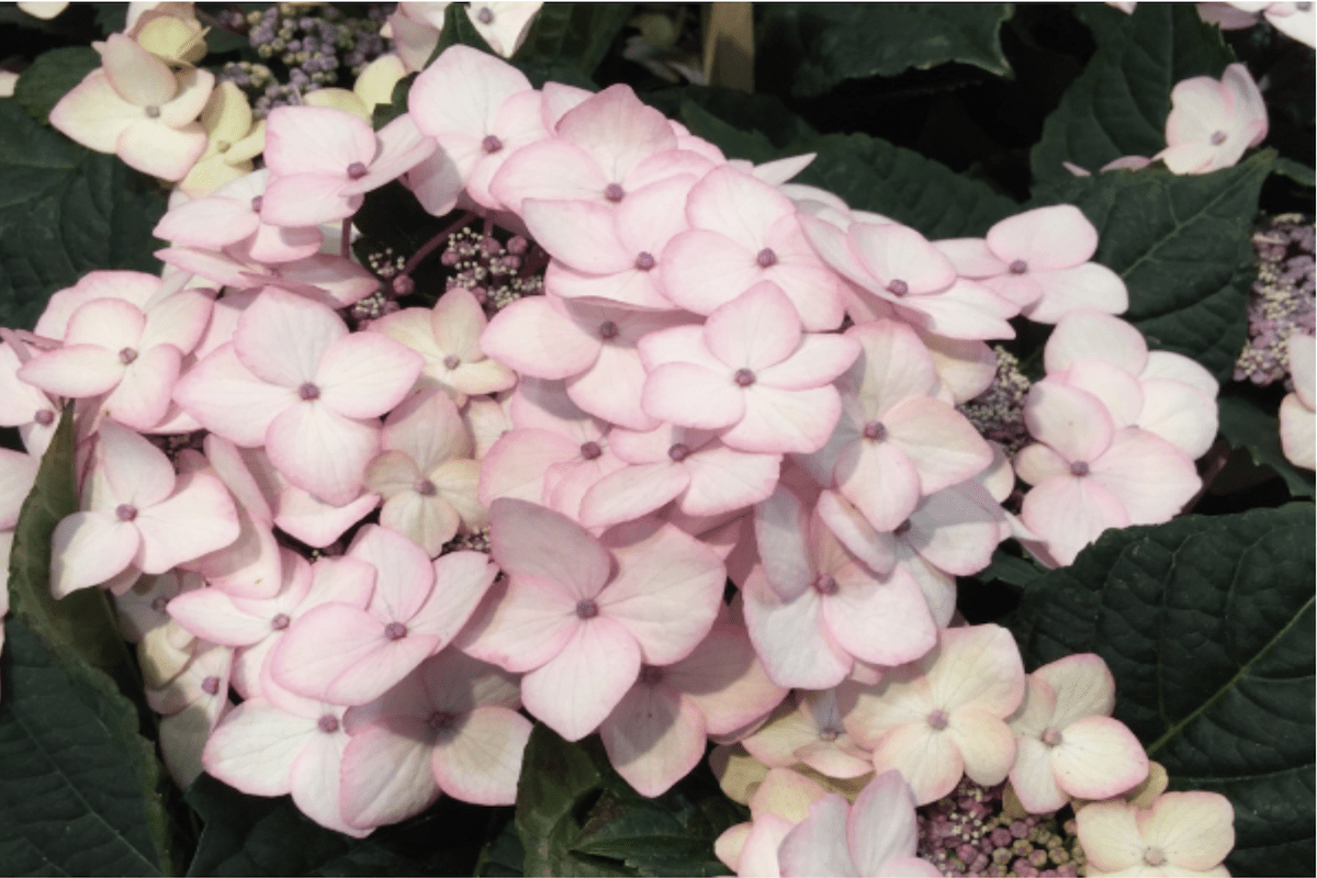 Hydrangea © meister.pictures