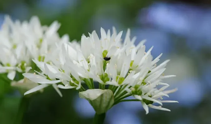 Allium_Baerlauch