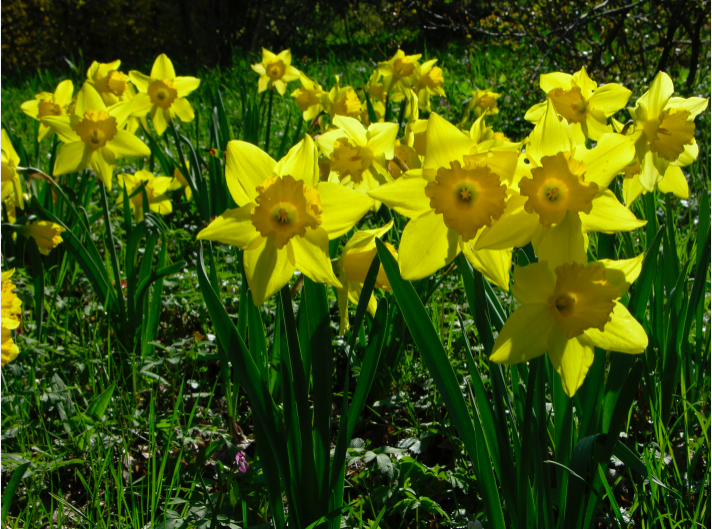 Narcissus pseudonarcissus © GartenAkademie.com