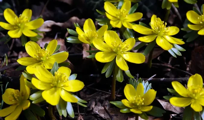 Eranthis-hyemalis-Winterling