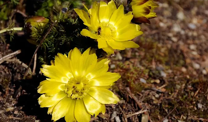 adonis-vernalis-1