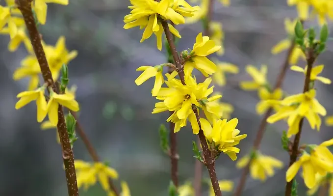 forsythia_intermedia
