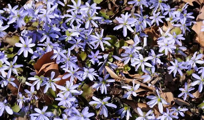 hepatica_transsylvanica1