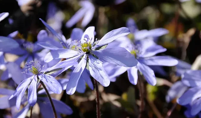 hepatica_transsylvanica2