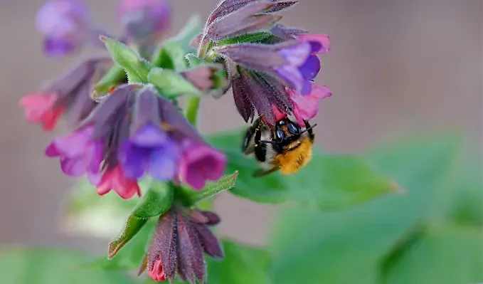 pulmonaria-kerneri