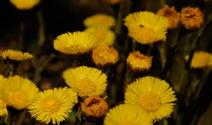 tussilago-farfara-huflattich-4