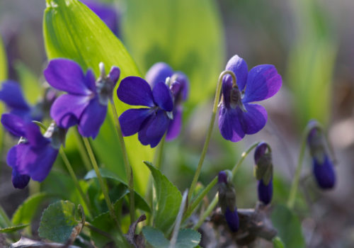 Viola sp. – Veilchen © Gartenakademie.com