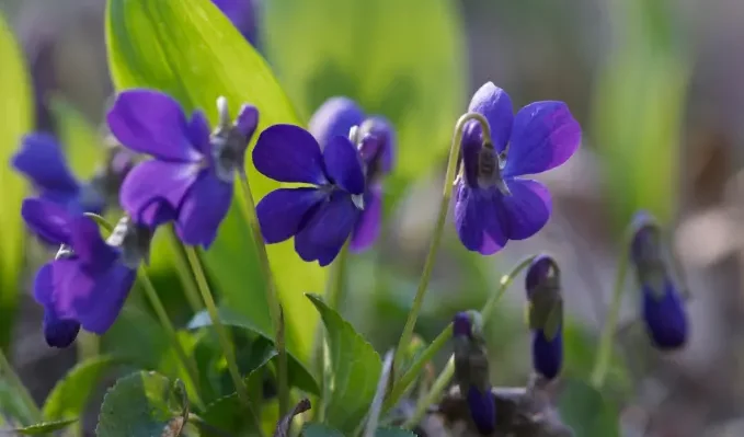 viola-odorata-1