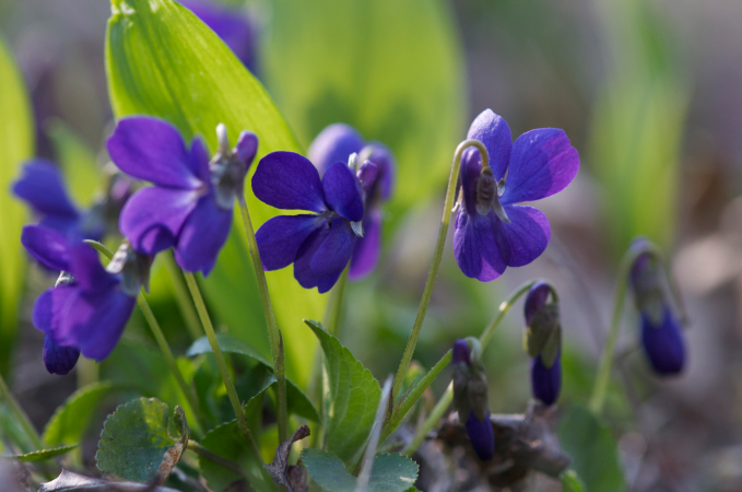 Viola sp. – Veilchen © Gartenakademie.com