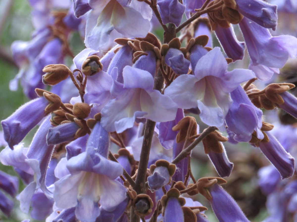 Paulownia tomentosa © GartenAkademie.com
