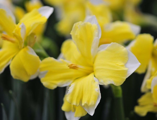 Narcissus © GartenAkademie.com