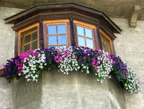 Fensterschmuck mit Hängepetunien © GartenAkademie.com