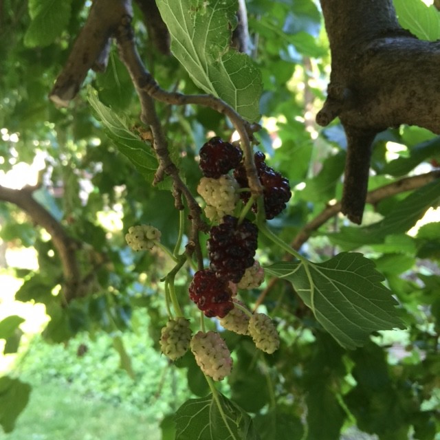 Früchte des Hänge-Maulbeerbaums (Morus alba ‘Pendula’). Foto © GartenAkademie.com