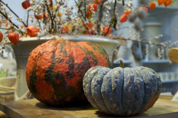 Herbstliche Dekoration mit Speisekürbissen © GartenAkademie.com