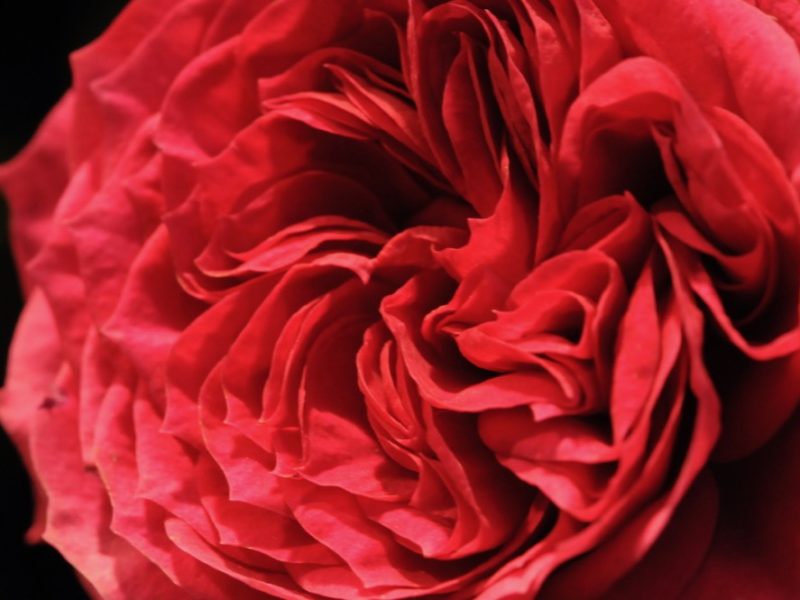 Schenk‘ rote Rosen zum Valentinstag