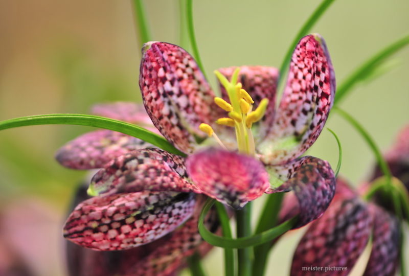 Fritillaria © meister.pictures