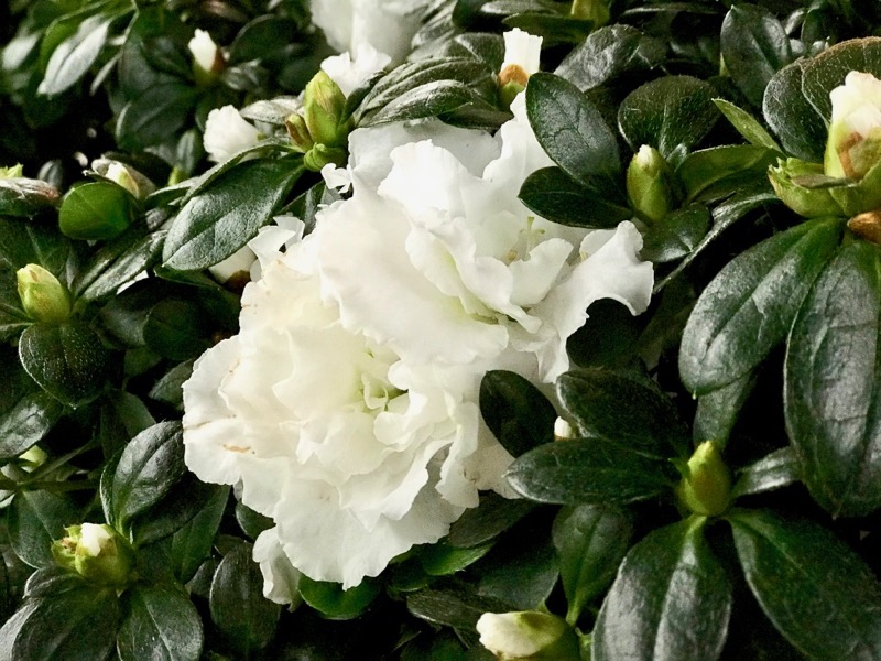 Rhododendron-Simsii-Cultivars © GartenAkademie.com