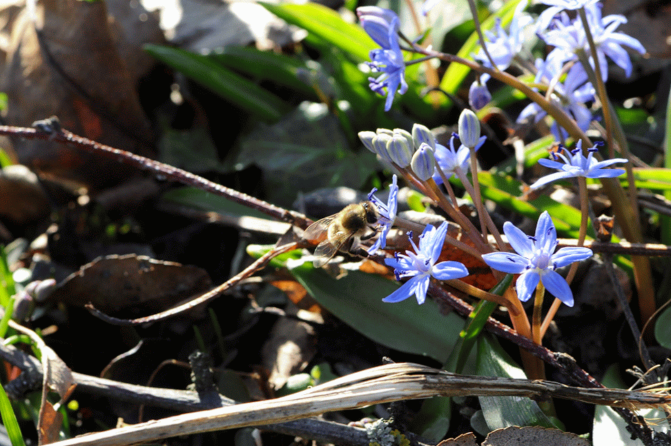 Biene auf Blaustern © GartenAkademie.com