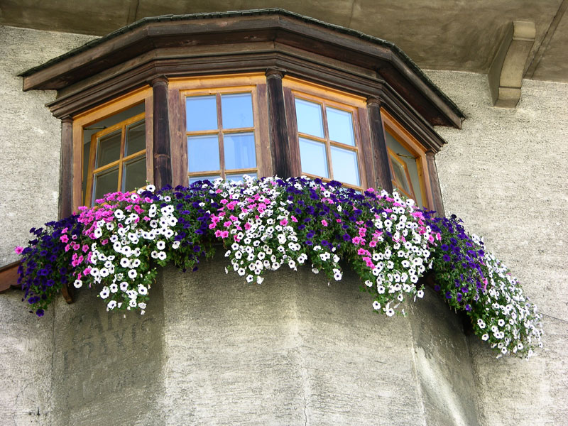 Balkonkasten-Bepflanzung