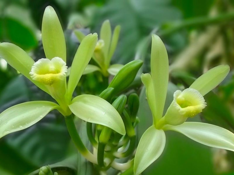 Vanille: Sommerduft und Orchideen-Eleganz