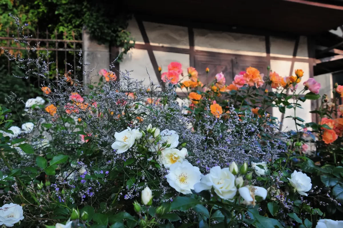 Im Juni fasziniert uns die erste Vollblüte unserer Gartenrosen. Neben den öfter blühenden Alten Rosen begeistern auch Wildrosen und Ramblerrosen mit ihrem reichem Flor Mensch und Insekten.