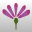 Blütenfarbe dunkel-lila