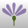 Blütenfarbe hell-lila