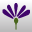 Blütenfarbe dunkel-violett